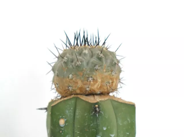 Copiapoa cinerea J675 (GRAFTED) 3