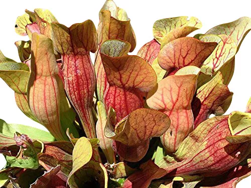 Rote Schlauchpflanze -Sarracenia purpurea- Auswahl 10 - 1.000 Samen