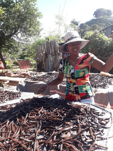 10 gousses de Vanille Bourbon 15/17 cm Madagascar 2022  direct productrice