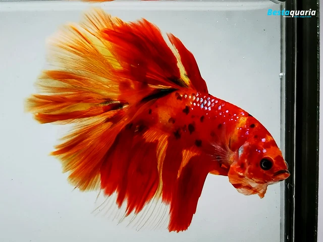 Premium Live Betta Fish l Male Halfmoon Phoenix