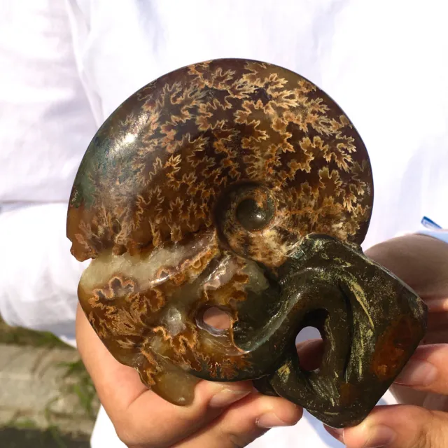 306G Rare! Natural Tentacle Ammonite FossilSpecimen Shell Healing Madagascar 6