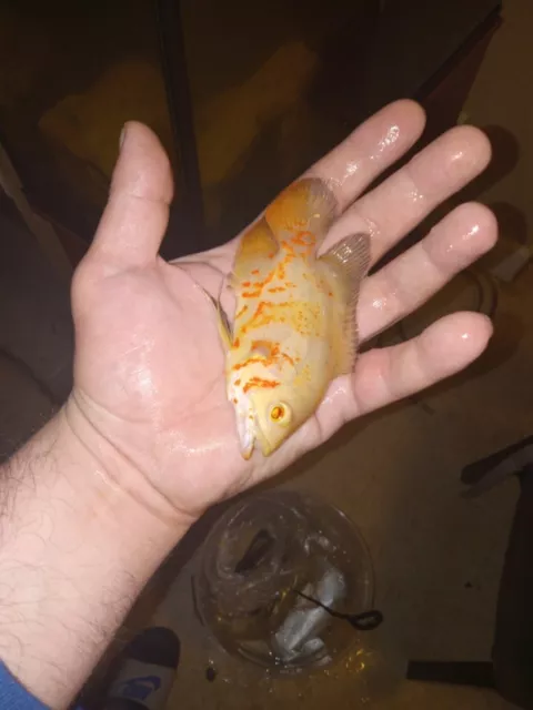 OSCAR Albino Tiger Oscar Regular - ASTRONOTUS OCELLATUS  - Live Fish (4")