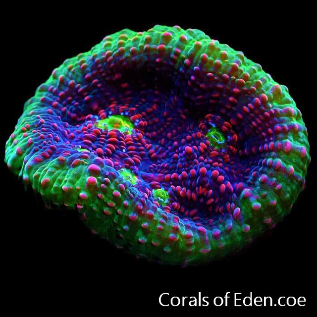 CORALS OF EDEN ~ Watermelon Chalice Coral Frag - Live Coral for Sale ~ LPS ~ SPS
