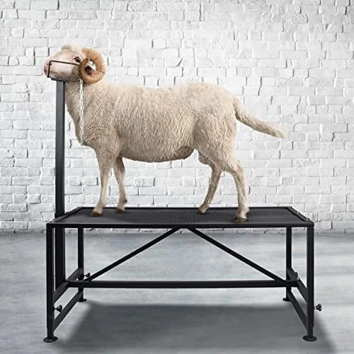 Metal Trimming Stand for Sheep and Goats，Premier Horned Milking Stand with