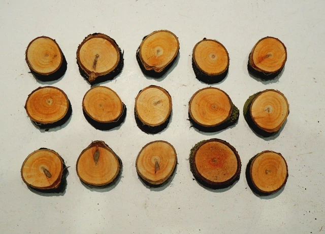 15 ASTSCHEIBEN,HOLZSCHEIBEN,BAUMSCHEIBEN,FLORISTIK,DEKO 3,0-4,0cm HPP4