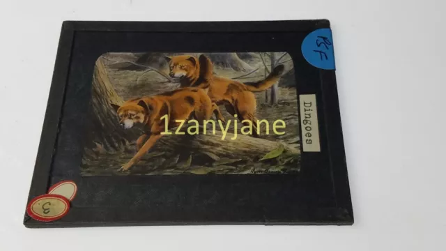 PSF HISTORIC Magic Lantern GLASS Slide 3 DINGOES