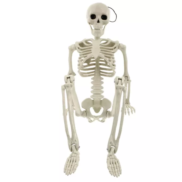 Detailed Full-Body Skeleton Model for Medical Professionals or Collectors