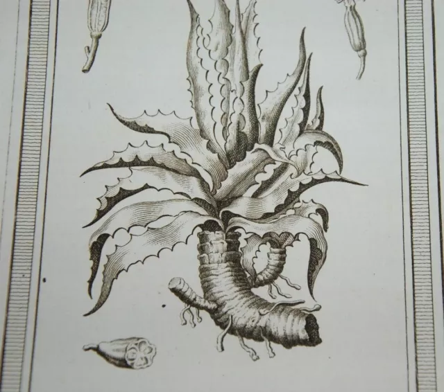 1770. Maghey Aloe. Botanical Print. Antique
