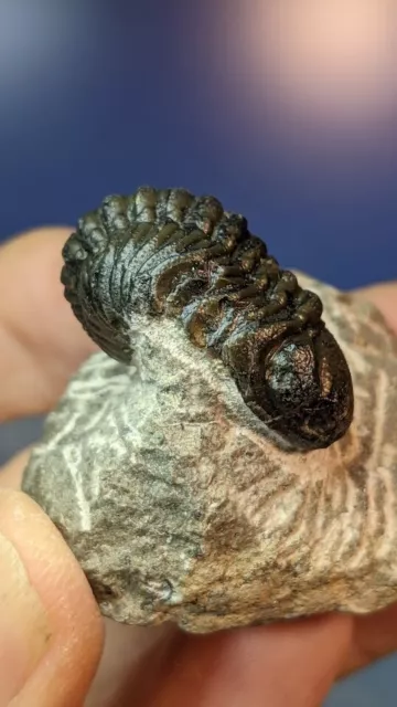 Trilobit fossile Boeckops auf vorbereiteter Matrix 53 mm x 45 mm schön