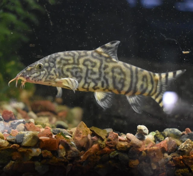 Live Yoyo Loach (3" Freshwater Aquarium Fish) *PLS READ DESCR*