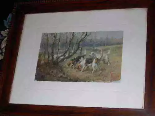 Antique Beagle Hunting Dog Picture Maud Earl 1906 Ltd