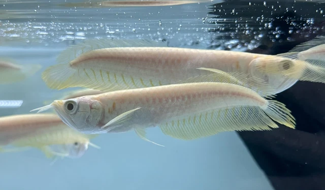 Albino Silver Arowana 4-5” (Pack of 3) -Live Freshwater Tropical Aquarium Fish