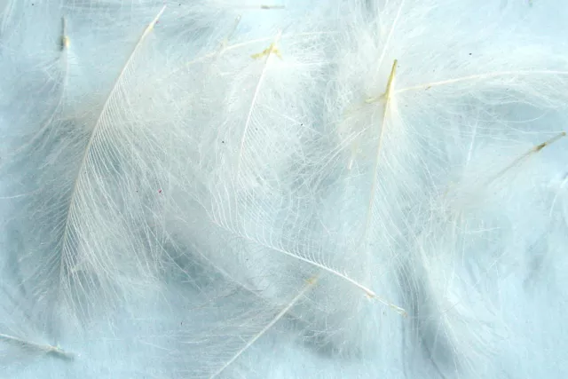 1g Plumes de Cul de Canard (CDC) Blanc / White décoratif feather