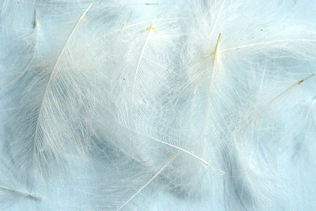 Plumes CDC Jaune 1g Pour Montage De Mouches De Pêche - Cul De Canard Naturel Français - 120 Plumes