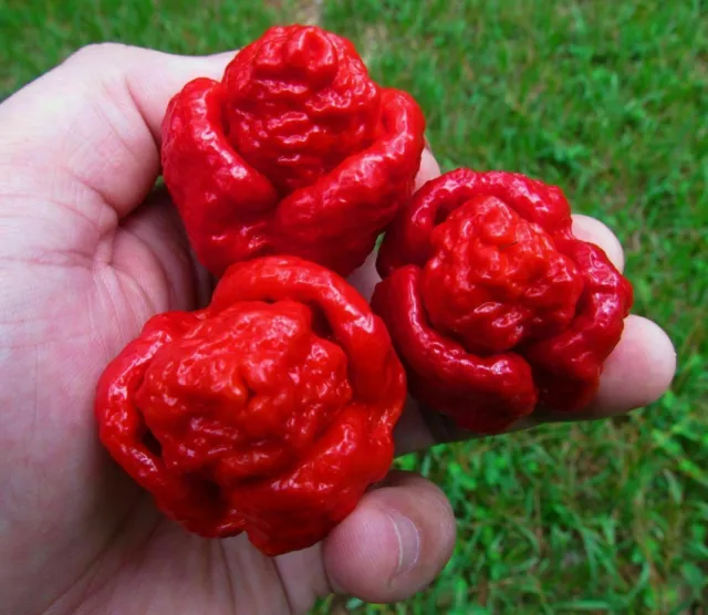 TRINIDAD MORUGA SCORPION, 25 graines de piment épicé +cadeau