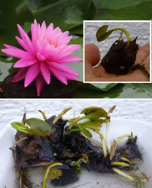 Nénui nain "Nymphea Rosennymphe Bonsaï" pour aquarium ou verre d'eau !