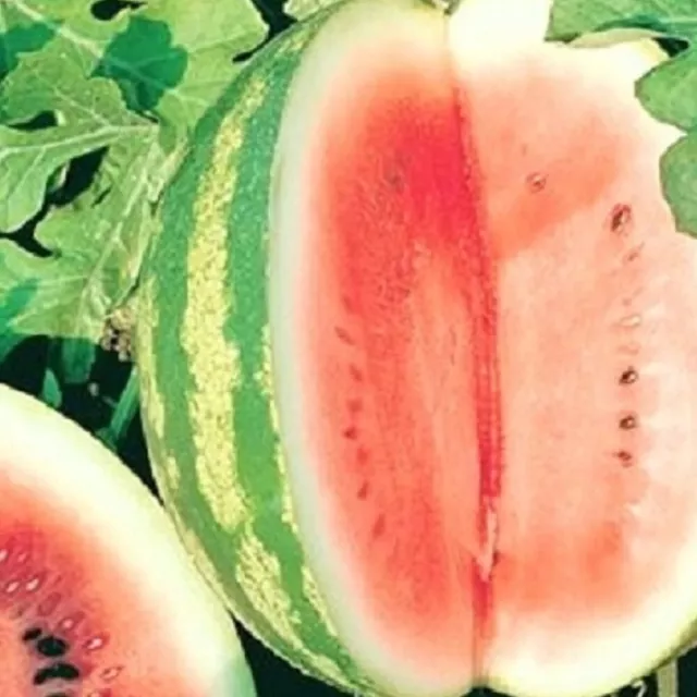 Crimson Sweet Watermelon Seeds  | NON-GMO | Heirloom | Fresh Garden Seeds