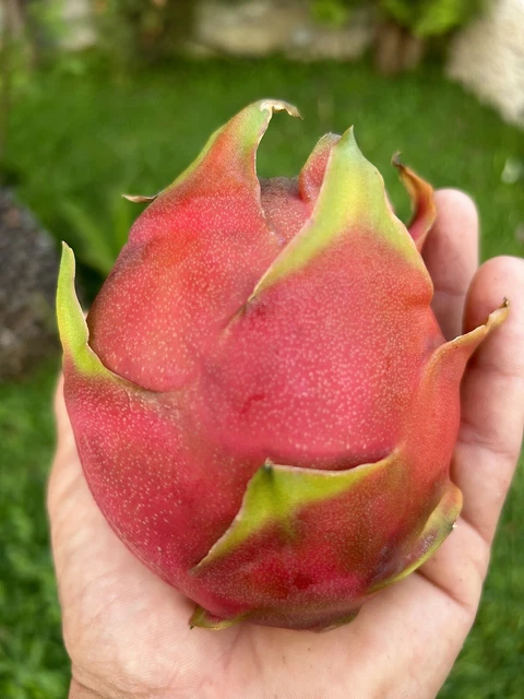 Pitaya Rossa - Pianta Di Frutto Del Drago Autofecondante Zamorano/Guyute 30-40 Cm | Vivai Valtellina - Foto 12