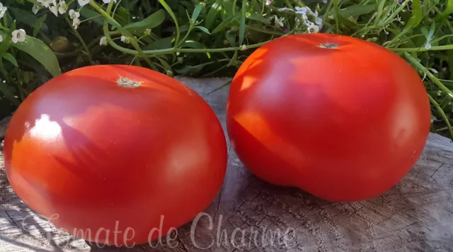 10 graines de tomate rare Sweet Scarlet Dwarf Tomato Project seeds méth.bio.