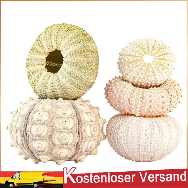 Shell Conch Coquillage Seerurchin Air Ananle Home Marine Decor (5 stücke a)