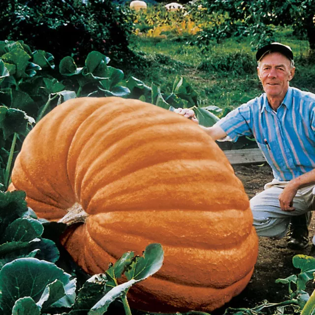 Pumpkin Dills Atlantic Giant  25 Finest Seeds 3