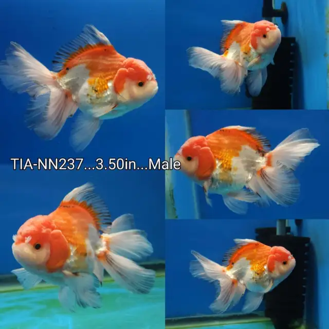 Live Aquarium Goldfish Thai Red/White Oranda 3.5'' Male-What you see you get-USA