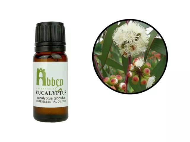 Essential Oil Eucalyptus 100% Pure Aromatherapy Oil