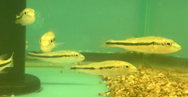 Intermedia Peacock Bass 1.5” (Pack Of 3) -Live Freshwater Tropical Aquarium Fish