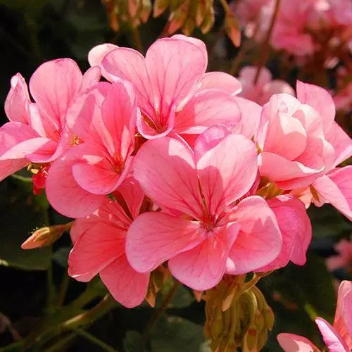 Rare Climbing Geranium Seeds, Pelargonium Peltatum  Antik  Collection seeds 3