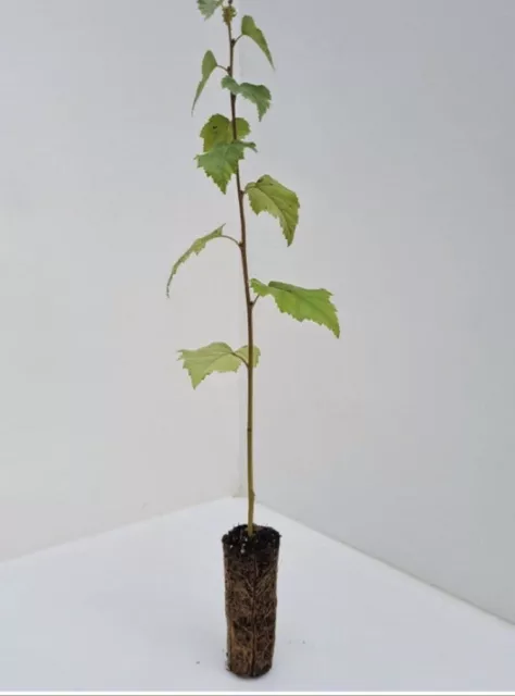 5 x Silver Birch Trees 50-60cm - Betula Pendula - Cell Grown