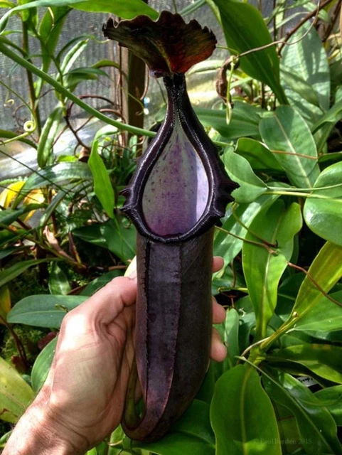 Carnivorous Nepenthes Highland Naga x Tenuis Seed Grown Potted Tropical New W22 Carnivorous Nepenthes Highland Naga x Tenuis Seed Grown Potted Tropical New W22