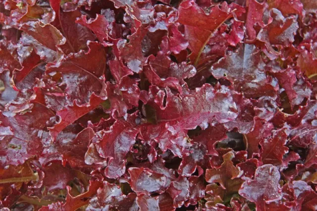 LECHUGA ROJA - Crujiente - resistente al frío 200+ Semillas Seeds Graines L 028