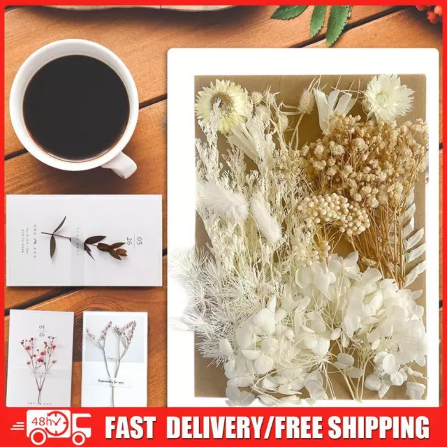 Dried Pressed Flowers for Resin Molds A5 Natural Dry Flowers DIY Candle (F)