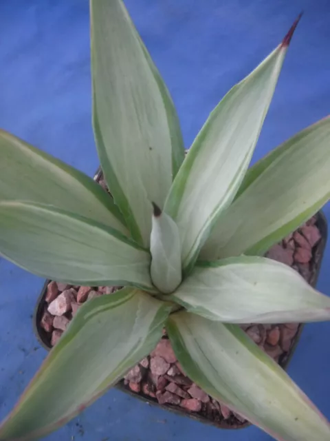 Agave desmettiana "Quicksilver" Variegated Agave Starter Plant 4"-6" Wide RARE