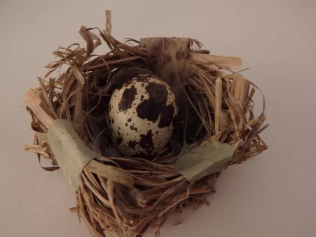 QUAIL EGG in a Nest decorative oology coturnix easter