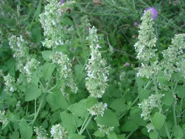 Lemon Catnip - Nepeta cataria var. Citriodora - 20+ seeds - ODOROUS! F 010