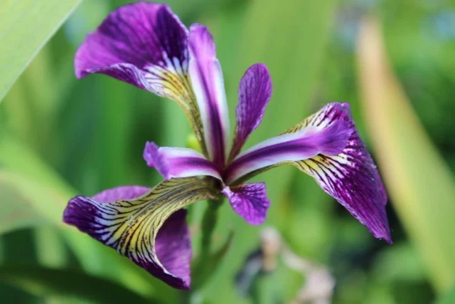 SUMPFSCHWERTLILIE HELLBLAU (IRIS setosa) Teichpflanze Teichpflanzen