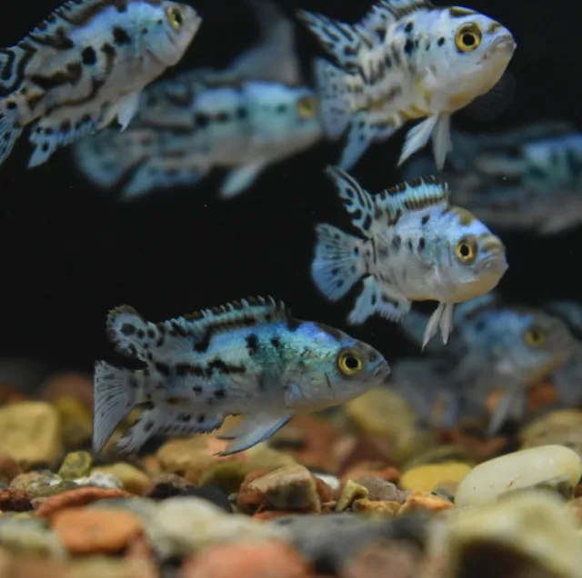 Live Electric Blue Jack Dempsey Cichlid (1-1.5" Rare Juvenile Aquarium Fish)