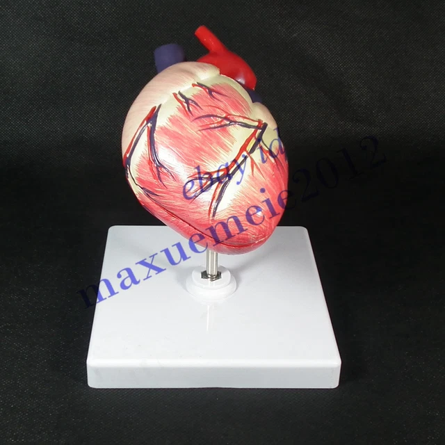 Dog canine pet Medical heart model organ veterinary animal vet anatomy education