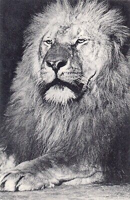 Carte postale ancienne PARIS parc zoologique de Vincennes 48 grosse tête de lion