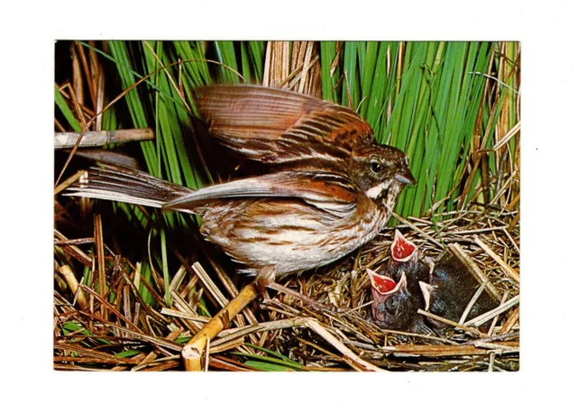 AK Ansichtskarte Tierpostkarte / Vogel / Rohrammer