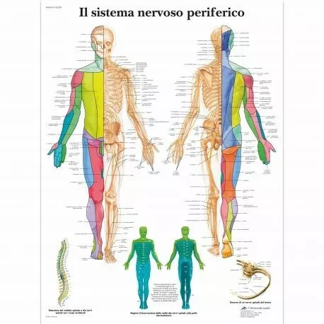 3B Scientific, tavola anatomica, Poster Il Sistema Nervoso Periferico cod. VR462