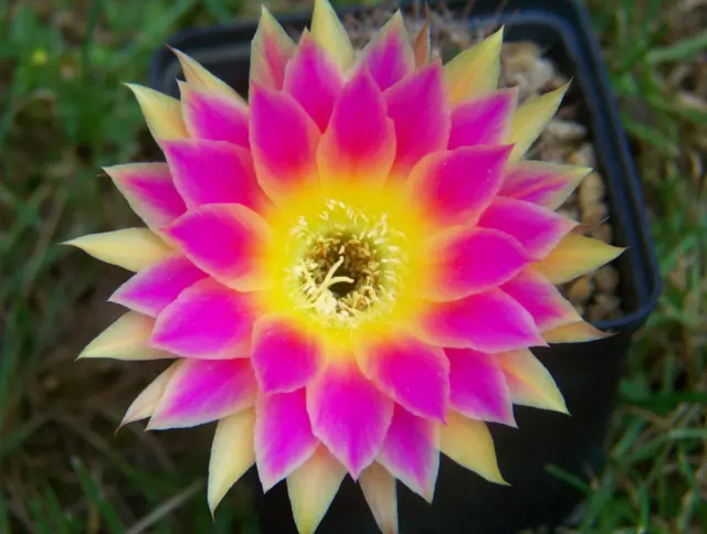 300x Samen Kakteen MIX Echinopsis Echinopsishybride Trichocereushybride