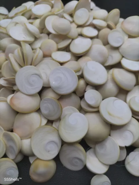 200g white operculum sea shells. Cats eye shiva, wedding, craft, beach hamptons