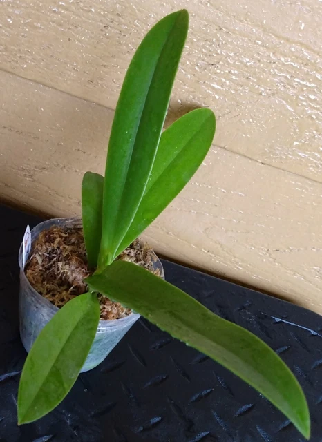 Phalaenopsis Cornu-Cervi var. Alba (Peloric) unique flowers, phal orchid sale