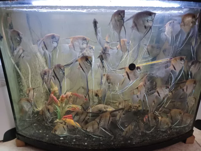 Assorted Angelfish LIVE FISH Read Description Local Pickup only