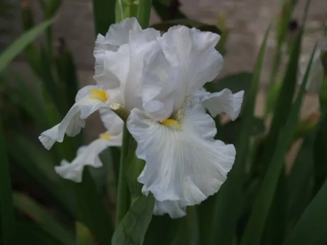 "Schwertlilie / Iris ""Pile come bianco"