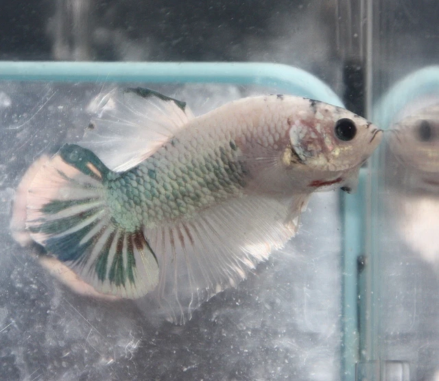 Live Juvenile Red, White, and Blue Marble HMPK Betta Fish Male (EA-21)