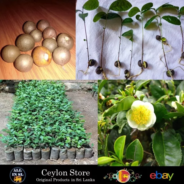 Tea Plant Seeds Green Tea Organic Camellia Sinensis Ceylon (Sri Lanka)  10 Pcs