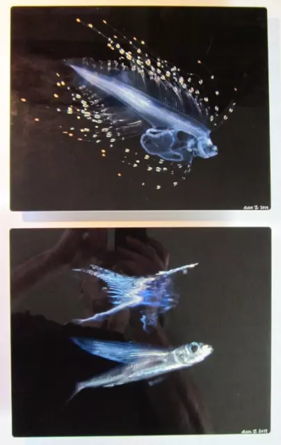 Pair of Original Fine Art Fish Photographs Aluminum Prints by Artist Alex Z